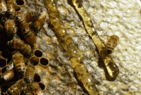 Foto : Ilustrasi Madu (Dok : Image Gety)