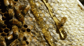 Foto : Ilustrasi Madu (Dok : Image Gety)