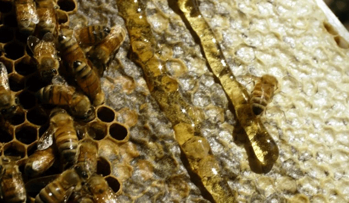 Foto : Ilustrasi Madu (Dok : Image Gety)