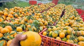 Foto : Ilustrasi Jeruk Kaya Vitamin C (Dok : istmewa)