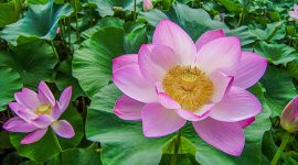 Foto : Bunga Teratai (Sumber : Freepik)