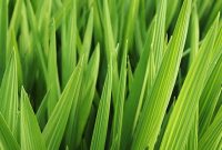 Foto : Ilustrasi Daun Pandan (Dok : Freepik)