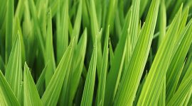 Foto : Ilustrasi Daun Pandan (Dok : Freepik)