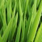 Foto : Ilustrasi Daun Pandan (Dok : Freepik)