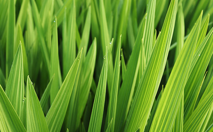 Foto : Ilustrasi Daun Pandan (Dok : Freepik)