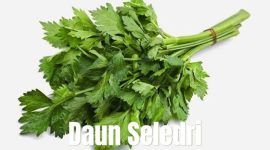 Foto : Daun Seledri (Dok : trendsatu.com)