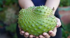 Foto : Buah Sirsak Kaya manfaat Untuk Tubuh (Dok : Istimewa)