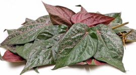 Foto : Daun Sirih merah (Dok Istimewa)