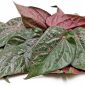 Foto : Daun Sirih merah (Dok Istimewa)