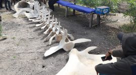 Foto : Penemuan Kerangka Raksasa di Tanjung Jabung Barat