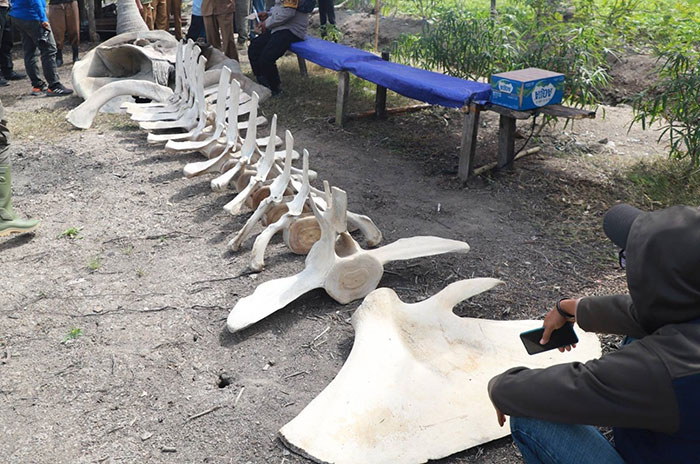 Foto : Penemuan Kerangka Raksasa di Tanjung Jabung Barat