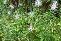 Foto : Kumis Kucing Yang Kaya Manfaat (Sumber : Freepik)