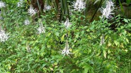 Foto : Kumis Kucing Yang Kaya Manfaat (Sumber : Freepik)