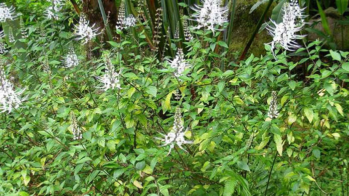 Foto : Kumis Kucing Yang Kaya Manfaat (Sumber : Freepik)
