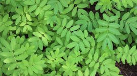 Daun Kelor Untuk Ksehatan Wanita