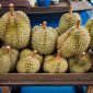Durian Kaya Akan Manfaat Untuk Kesehatan