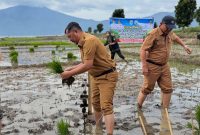 Bupati Kerinci Monadi turun langsung ke sawah memimpin penanaman padi varietas Ciherang di lahan yang sempat terbengkalai selama tiga tahun.