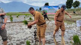 Bupati Kerinci Monadi turun langsung ke sawah memimpin penanaman padi varietas Ciherang di lahan yang sempat terbengkalai selama tiga tahun.