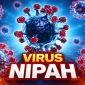 ilustrasi Virus Nipah Yang Mengintai ASIA